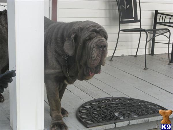 Neapolitan Mastiff Puppies